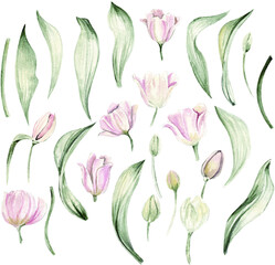 Watercolor easter tulip set  Pink tulip and leaves Flowers Spring Bloooming