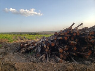 tree in the field
Natureza 