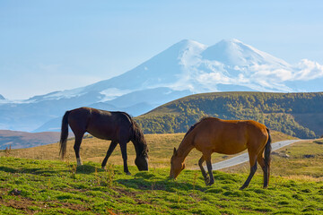 Fototapeta na wymiar Horses graze on a green meadow against the backdrop of Elbrus. Elbrus region, Jily Su. Caucasus
