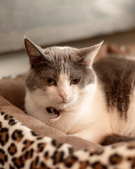  cute adorable cat with short hair sits in a pet collar. white cat with brown spots, clothes and accessories for animals, a cat in a shelter, a cat and coffee shop. bed for animals