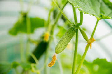 The growth and flowering of greenhouse cucumbers. Growing organic food products. Cucumber harvest. small cucumber with flower and tendrils