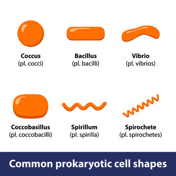 Procaryotic cell shapes. Set of various bacteria or microorganism cells.