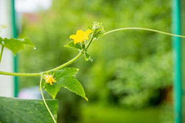The growth and flowering of greenhouse cucumbers. Growing organic food products. Cucumber harvest. small cucumber with flower and tendrils