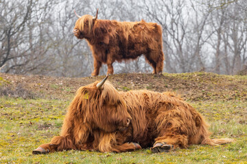 Highland cow in focus in foreground lying down with standing Highland cow in slightly blurred background