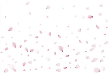 Sakura petals. Cherry petals backdrop