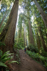 Fototapeta premium Hike on Cathedral Trail in Redwood National Park, California