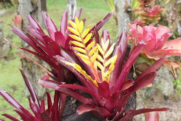Plantes, Jardin de Balata, Martinique