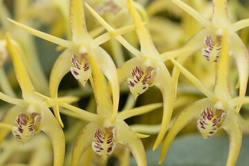 dendrobium speciosum