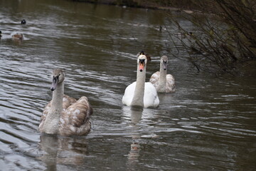 swan on the lake