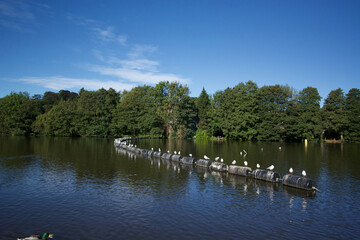 lake and trees