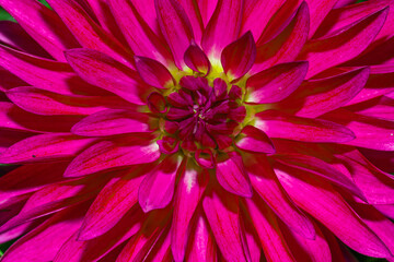 pink dahlia flower