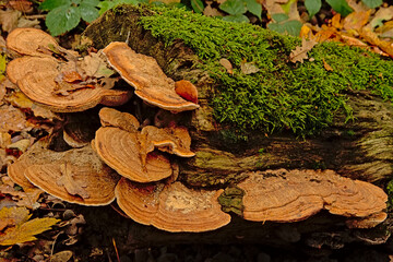 Turkey tail mushrooms and moss on a dead tree trunk
