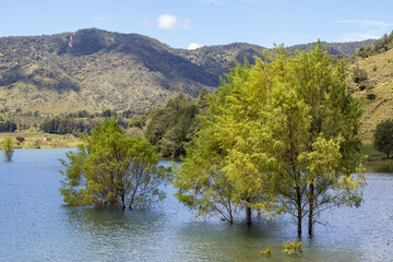 View of the beautiful hills of Guatape, Colombia, with trees growing in the water.