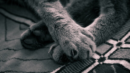 black and white cat paw