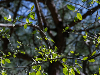 green leaves on a sunny day