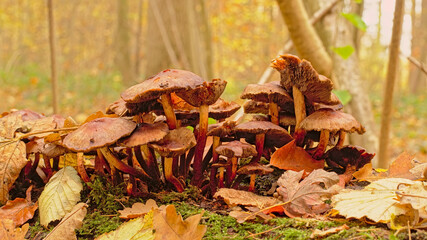Decaying mushrooms and autumn leafs on the forest floor