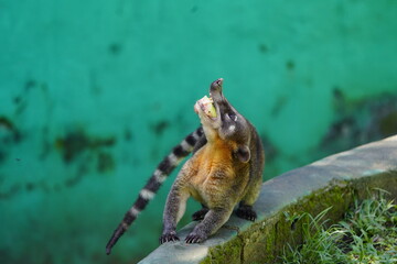 Nasua (Nasua narica) is a genus of coatis of the family Procyonidae. Amazon, Brazil.