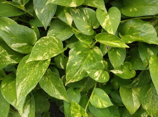 green leaves background