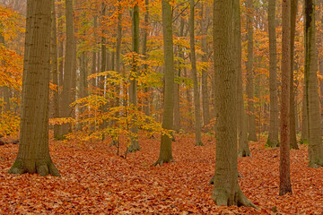 Young tree in between high trunks in an autumnal beech forest in the Flemish countryside. Makegemse bossen nature reserve