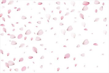 Sakura petals. Cherry petals backdrop