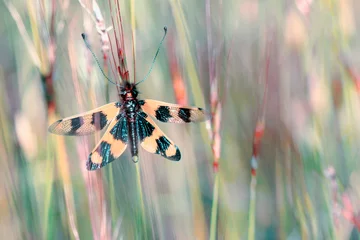 Acrylic prints Honey color Owlfly Libelloides macaronius net-winged insect