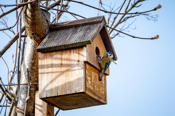 Garden wildlife, bluetits, cyanistes caeruleus, building a nest of moss and twigs