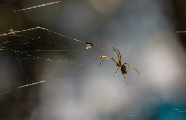 Spider closeup on its web, Guatape, Colombia.