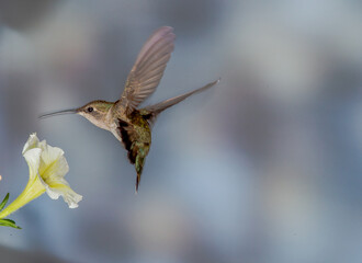 Hummingbird in Flight