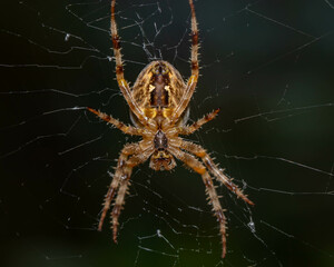 spider on a web