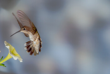 Hummingbird in Flight