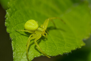 spider on a leaf