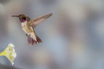 Hummingbird in Flight