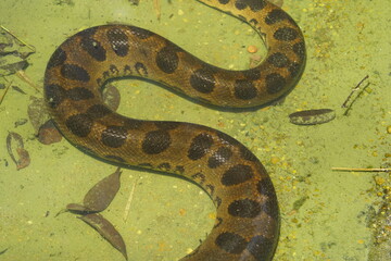 Green anaconda (Eunectes murinus), also known as the common anaconda and water boa, is a non-venomous boa species found in South America. Boidae family. Amazon, Brazil