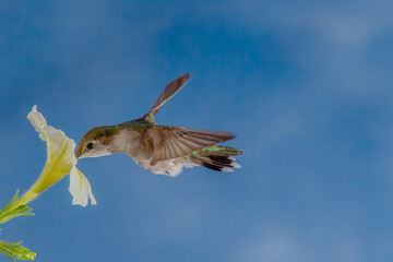 Hummingbird in Flight
