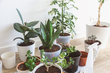 indoor green plants close-up in pots when transplanting against a white wall