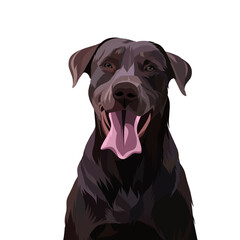 Dog vector pop art colorful white background