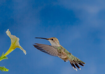 Hummingbird in Flight