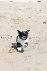 Havanese puppy playing on the beach