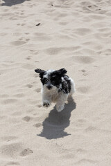 Fototapeta na wymiar Havanese puppy playing on the beach