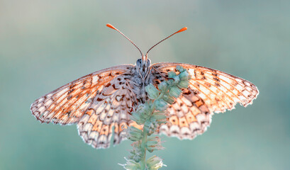 Macro shots, Beautiful nature scene. Closeup beautiful butterfly sitting on the flower in a summer garden.
