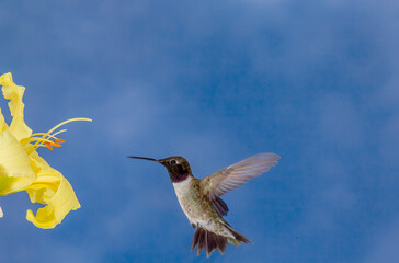 Hummingbird in Flight
