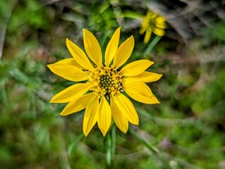yellow flowers in the garden