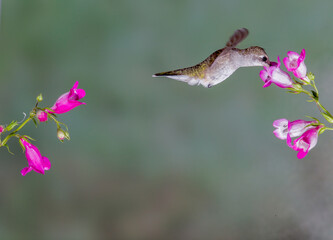 Hummingbird in Flight