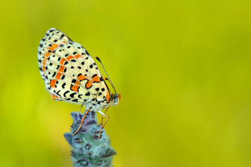 Macro shots, Beautiful nature scene. Closeup beautiful butterfly sitting on the flower in a summer garden.