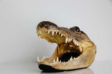 crocodile head close up