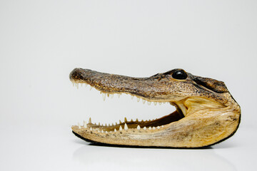 close up of a crocodile head