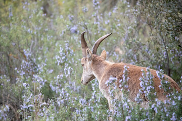 Beautiful specimen of ibex is the typical mountain goat that is a natural animal that lives in the mountains because it is an agile and fast animal.
