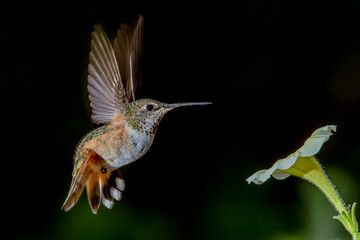 Fototapeta premium Hummingbird in Flight