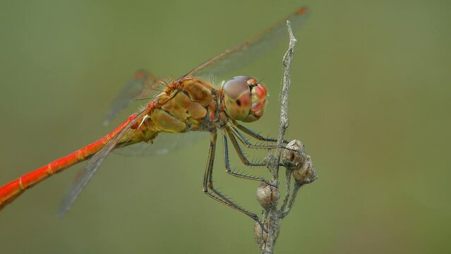 Differences Between a Devil's Darning Needle & a Dragonfly