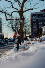 Fototapeta premium Snowy Tree